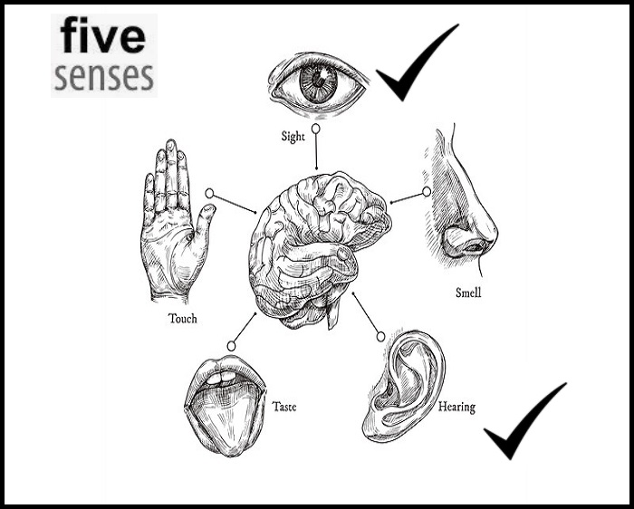 five human senses