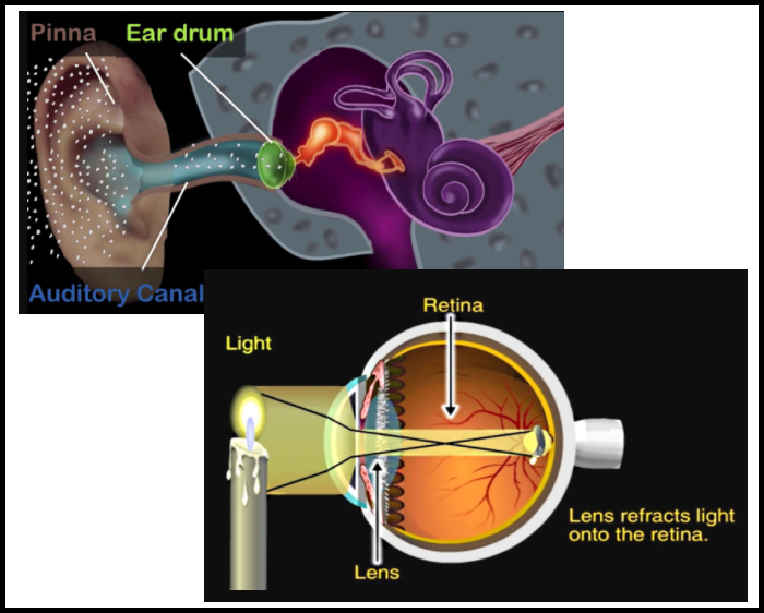 human ear eye in importance driving